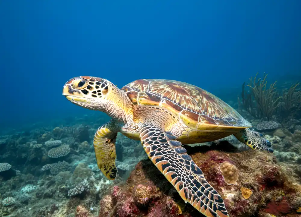 Zeeschildpad Malediven