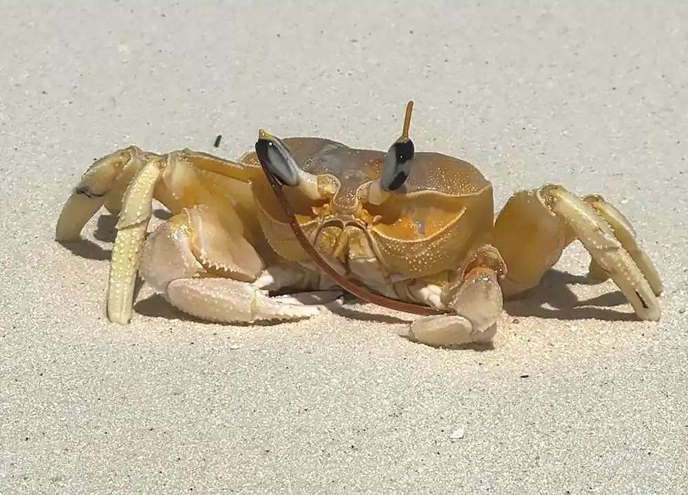 Krab op het Strand van de Malediven