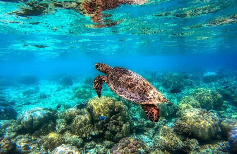Zeeschildpad Malediven