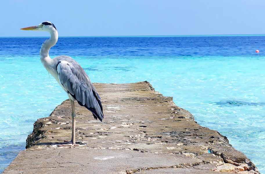 Vogel op de Malediven
